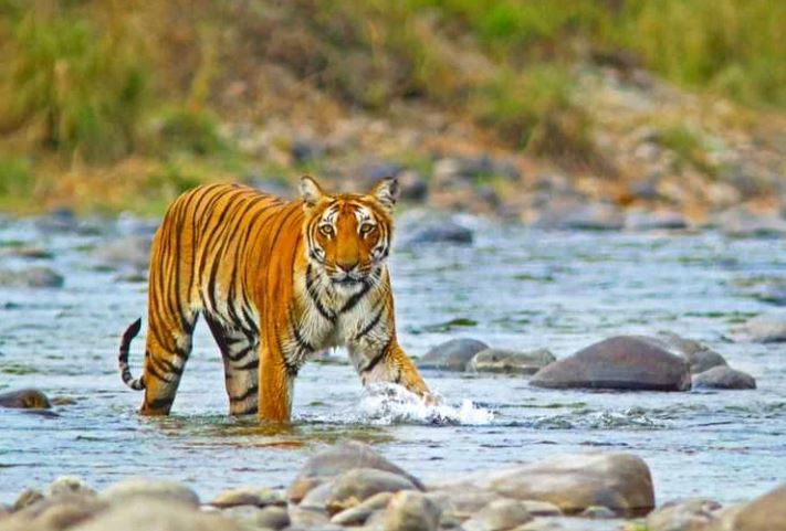 Dehradun To Jim Corbett Self Drive Car